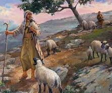 Shepherd