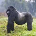 Gorilla party